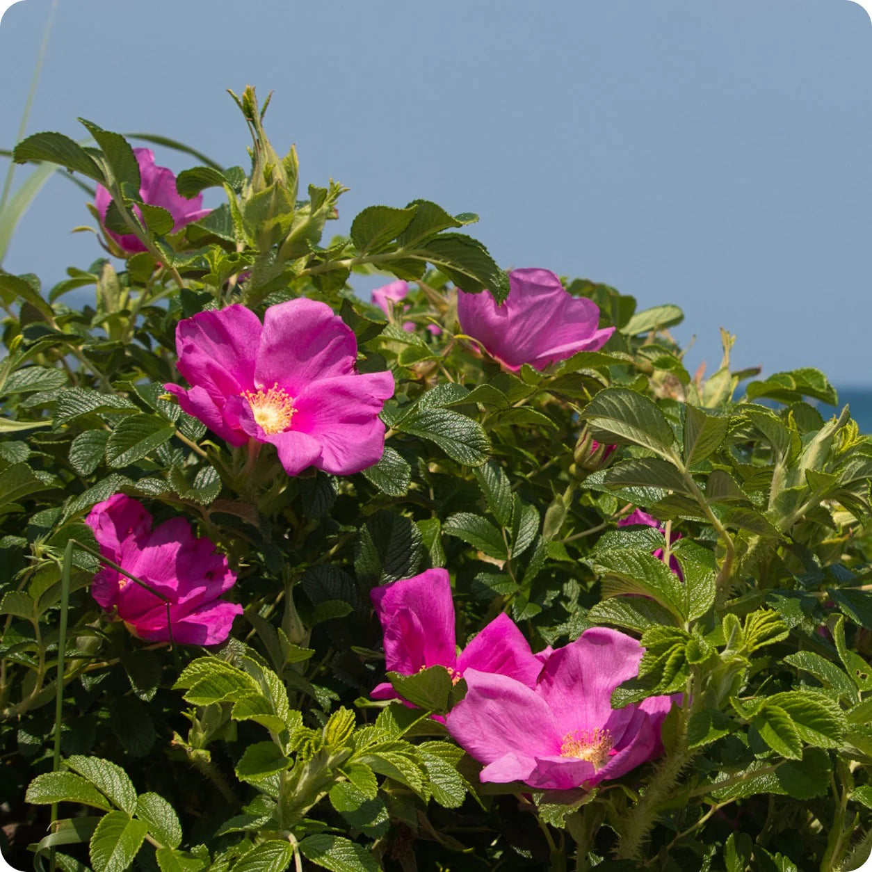 Pink Rugosa Fragrant Rose Heirloom Non-GMO Seeds for Planting for planting in home garden